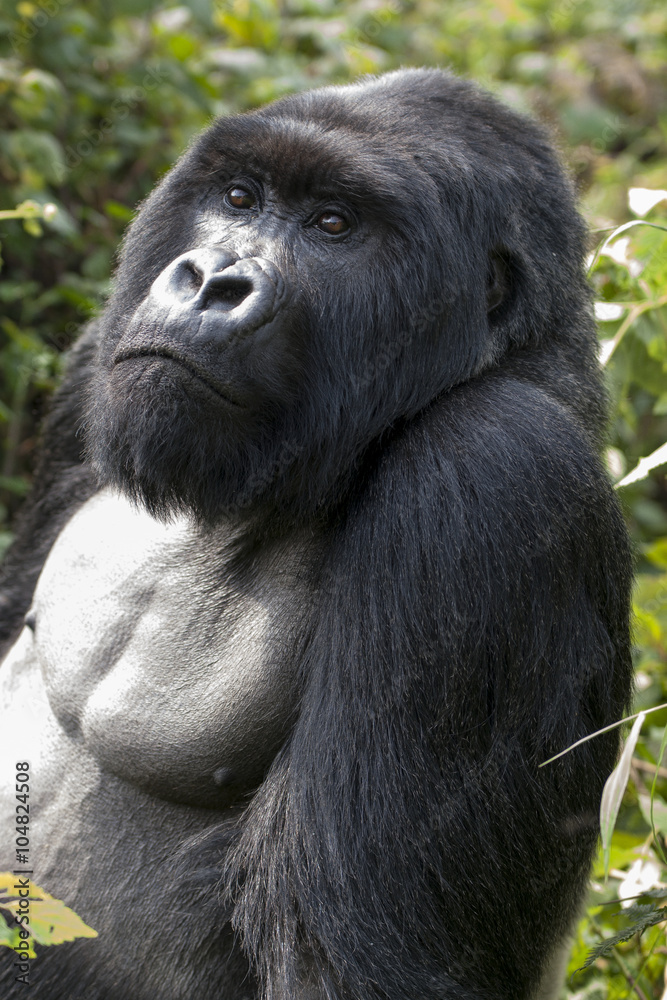 Silverback gorilla in Rwanda. Silverback gorilla in Rwanda.