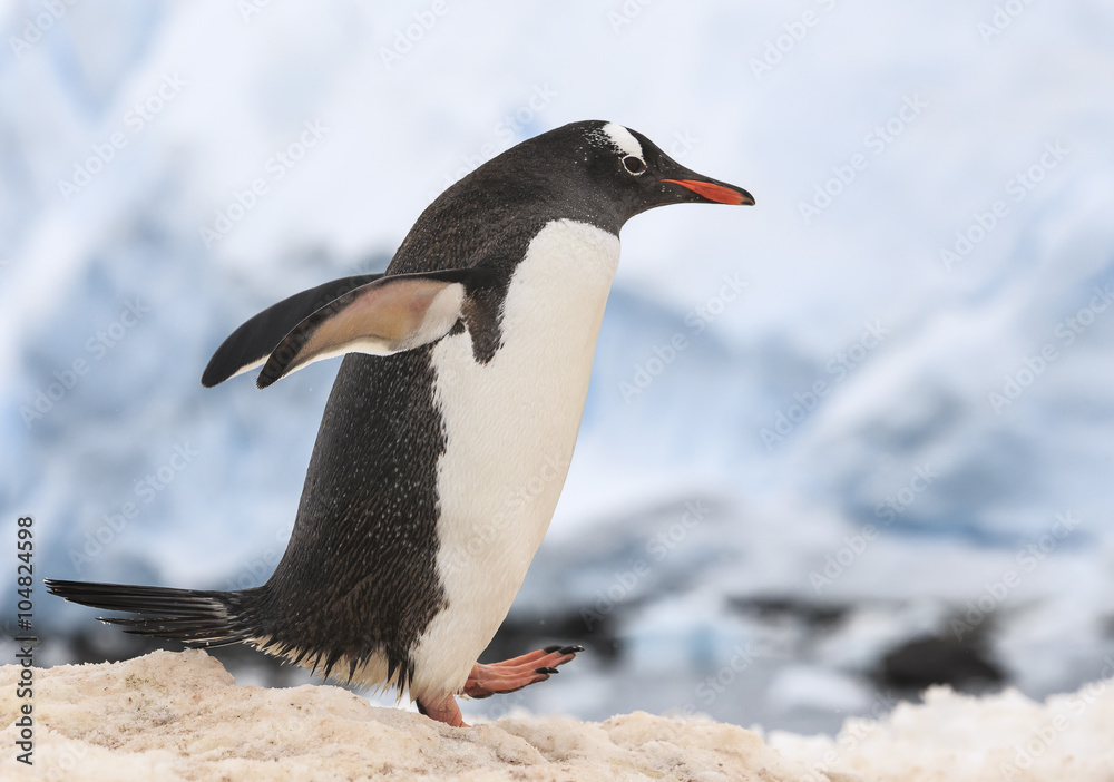 Naklejka premium Gentoo Penguin at Paradise Harbour, Antarctica.