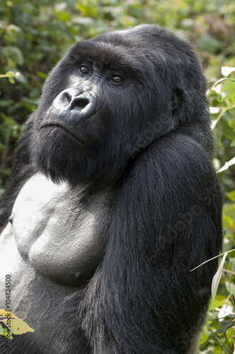 Silverback gorilla in Rwanda.