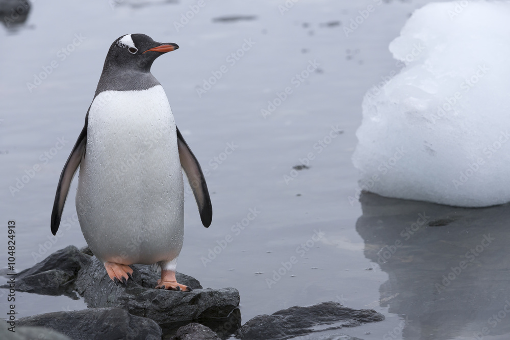 Obraz premium Gentoo Penguin at Paradise Harbour, Antarctica.