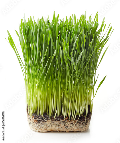 Young wheat grass photo