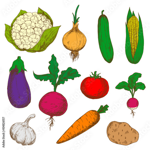 Color ripe vegetables sketches set