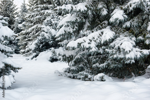Bright winter landscape. Snowy fir trees.