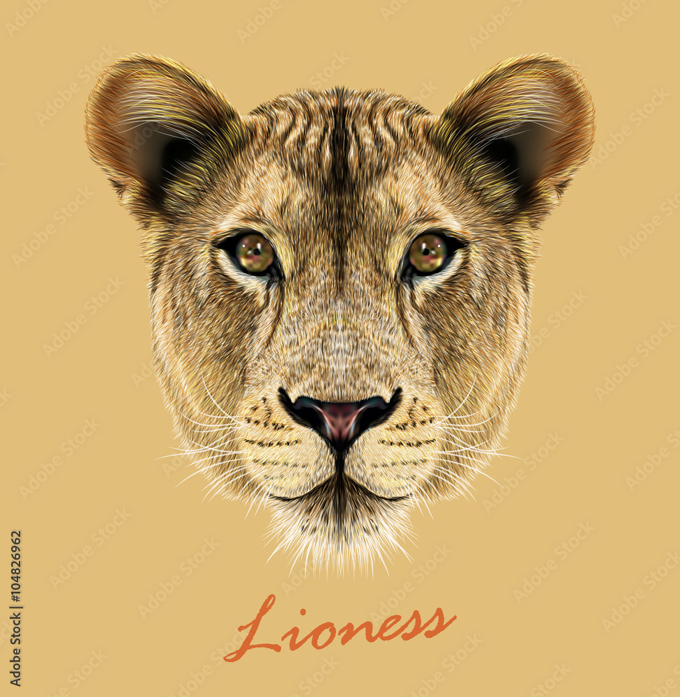 Fototapeta premium Lioness animal cute face. Vector African wild lion cat head portrait. Realistic fur portrait of lioness isolated on beige background.
