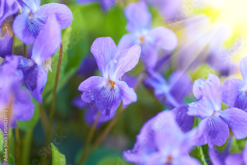 Viola flowers