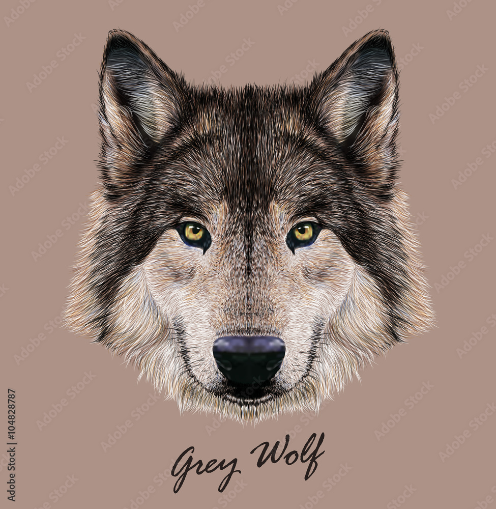 Naklejka premium Wolf animal face. Scary grey head. Realistic fur gray wild wolf portrait isolted on beige background.