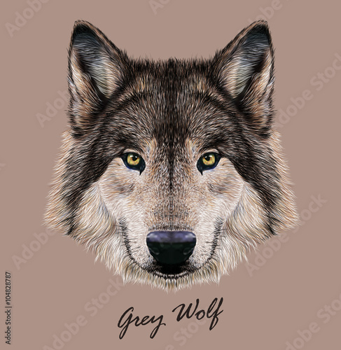Wolf animal face. Scary grey head. Realistic fur gray wild wolf portrait isolted on beige background.