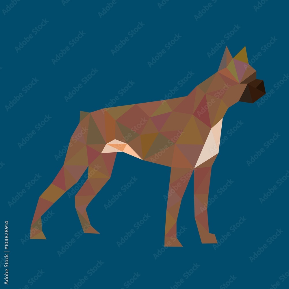Obraz premium polygon boxer dog