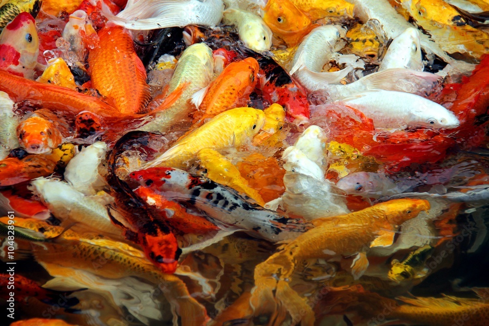 Colorful koi fish swimming in the pond Colorful koi fish swimming in the pond