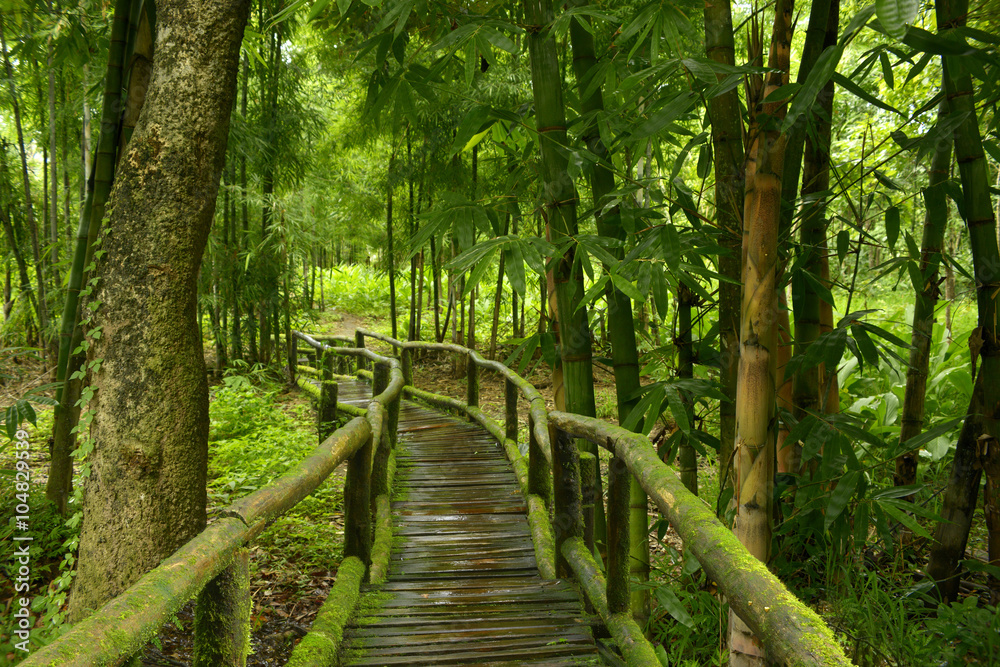 Naklejka premium Jungla de Tailandia con puente de madera