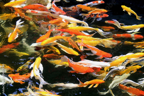 Colorful koi fish swimming in the pond