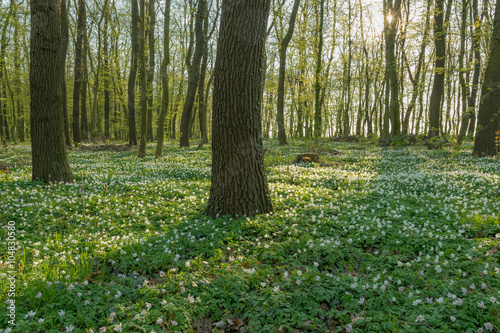 Wald bei Freyburg/Unstrut im Frühling, Sachsen-Anhalt