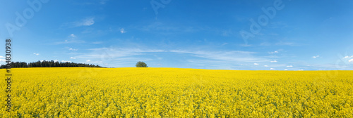Schilderij op canvas Blühendes Rapsfeld Panorama