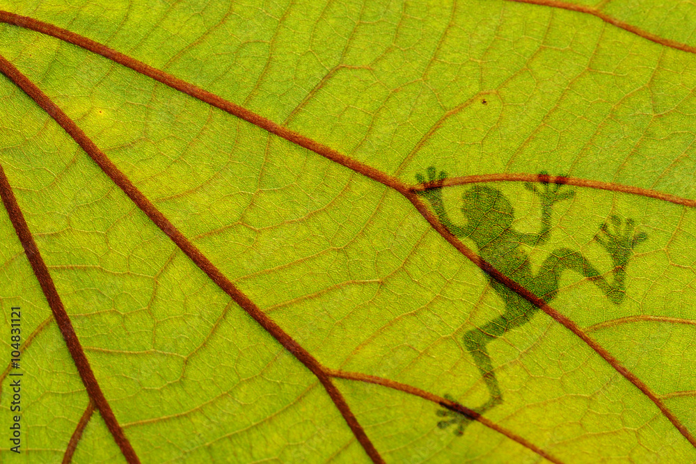 Obraz premium Frog shadow on the green leaf