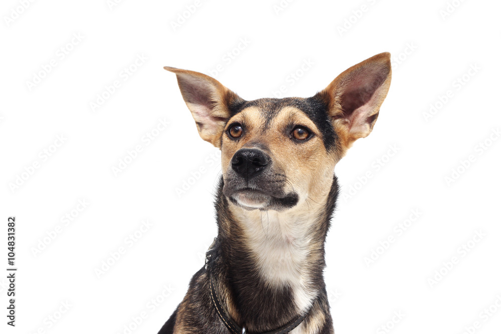Dog muzzle, mongrel Dog muzzle, mongrel