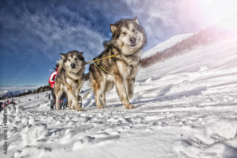 Sled dog race on snow in winter Sled dog race on snow in winter