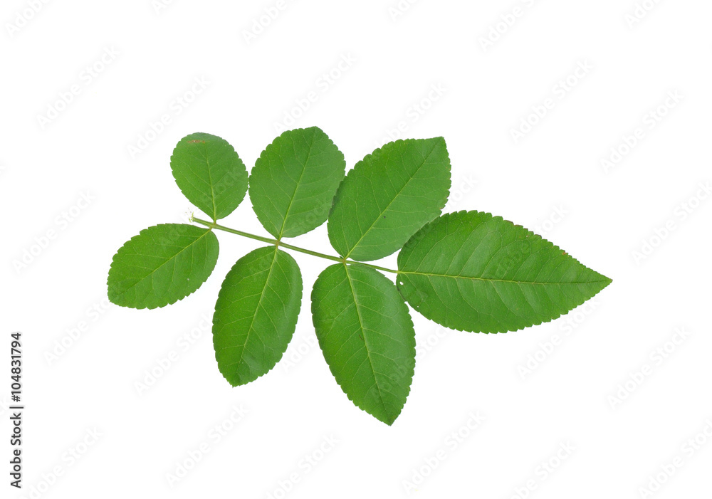 rose leaves isolated on white background rose leaves isolated on white background