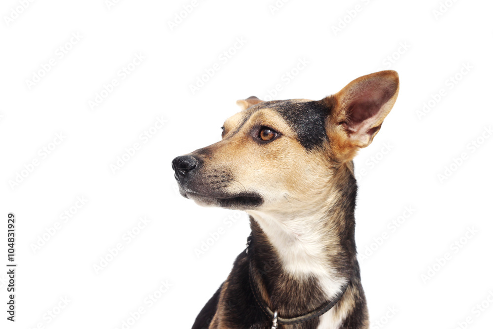 dog looking dog looking