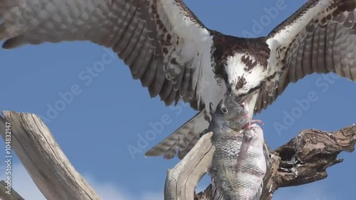 Osprey Pandion haliaetus eating fish close-up Florida USA photo