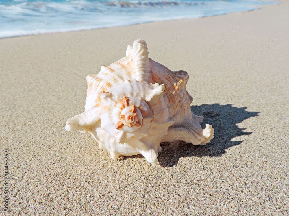 Conch shell at the beach, selective focus on the foreground with copy space. Sand and sea shell. Conch shell at the beach, selective focus on the foreground with copy space. Sand and sea shell.