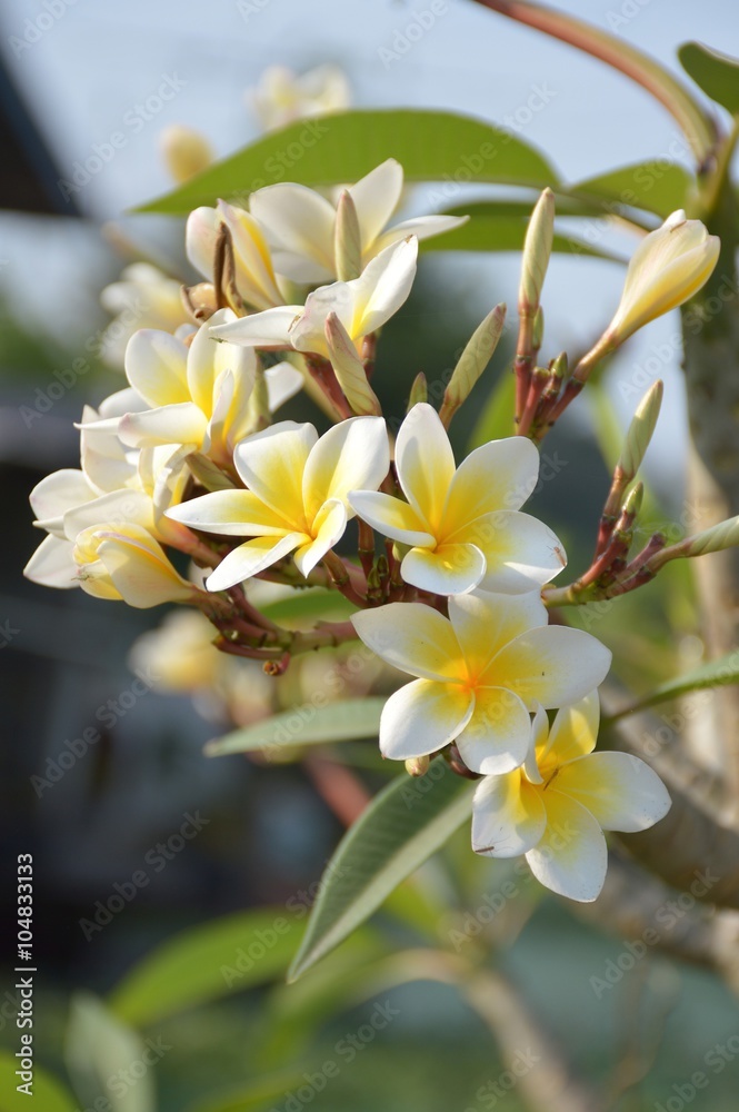 Fototapeta premium plumeria flower in nature garden