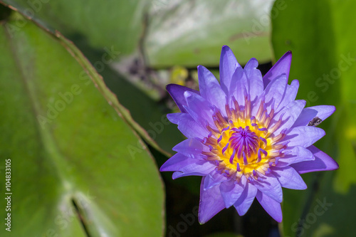 Beautiful purple lotus flower, Violet lotus blooming in the pond