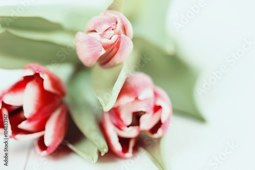 Fototapeta Naklejka Na Ścianę i Meble -  Retro Effect Of Spring Tulips On White Wood Table