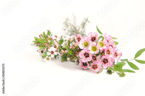 Beautiful blooming spring flowers isolated on white. Pink and White spring flowers background   © stillforstyle