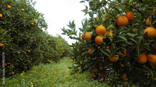 100p walking through an orange grove fruit hanging from trees,steadicam/gimbal.