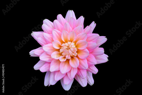 beautiful floral pink Dahlia flower on black background