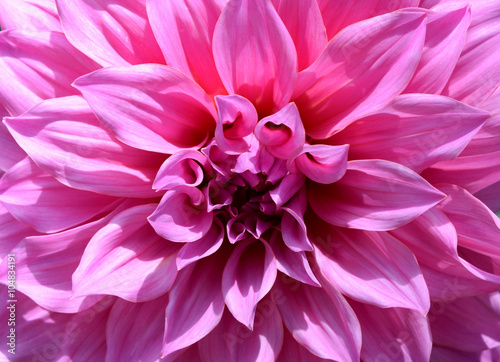 Fototapeta Naklejka Na Ścianę i Meble -  Close-up beautiful floral white and pink Dahlia flower abstract background