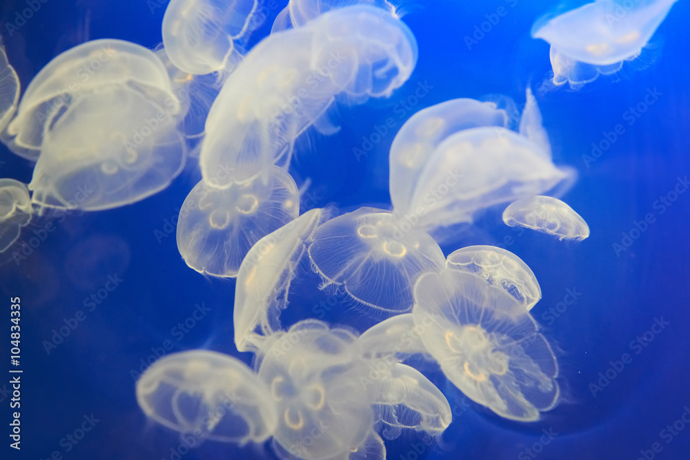White jellyfish (Aurelia aurita or Moon jelly) White jellyfish (Aurelia aurita or Moon jelly)