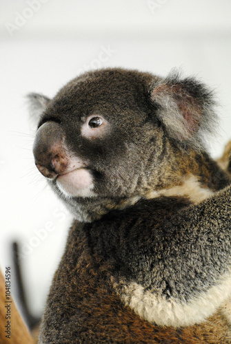 Canvas Print Koala in Queensland.