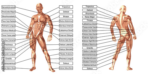 Vector 3D man muscle anatomy with text isolated