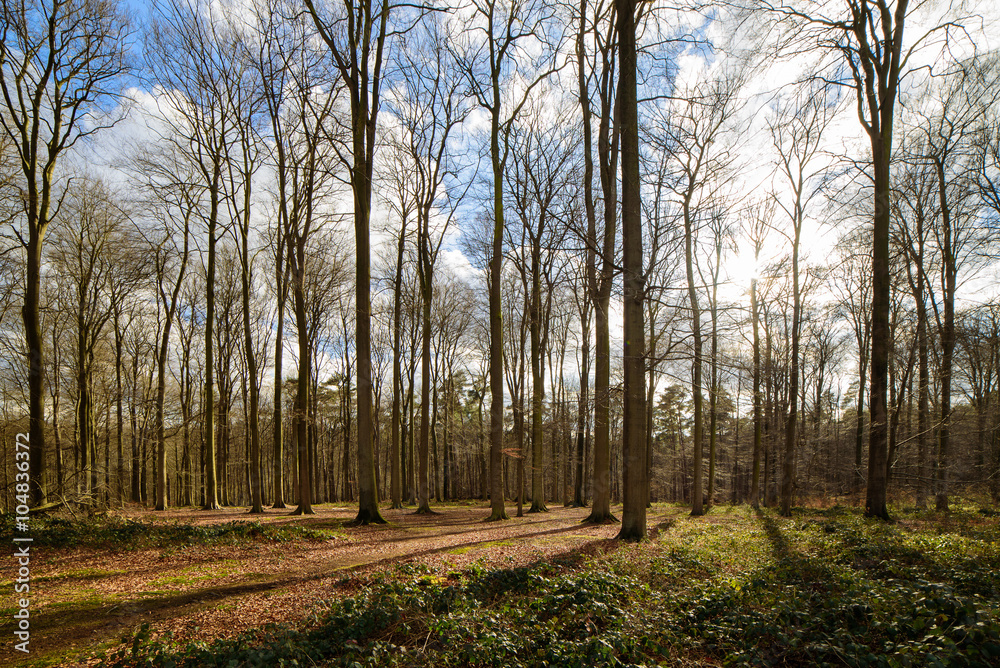 Beech forest in early spring Beech forest in early spring