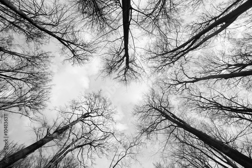 Trees reaching for the sky photo