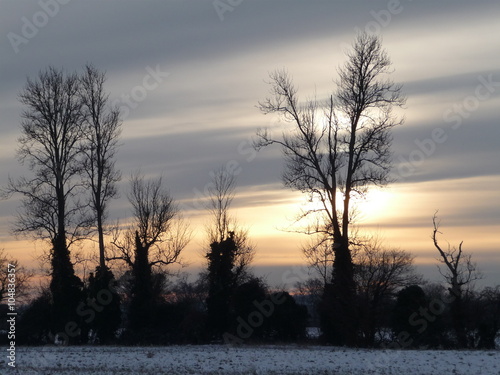 Winter sunset over snow-covered field with trees silhouetted black against the sky