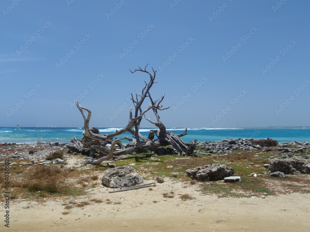 Bonaire island Atlantic ocean wild side beach