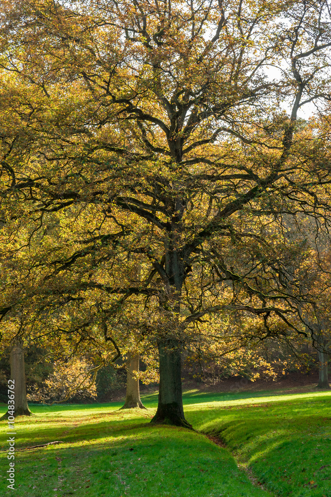 Oak tree in autumn colors.