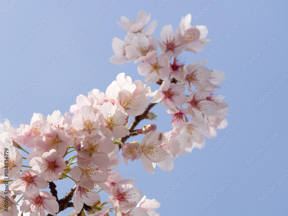 青空背景の桜