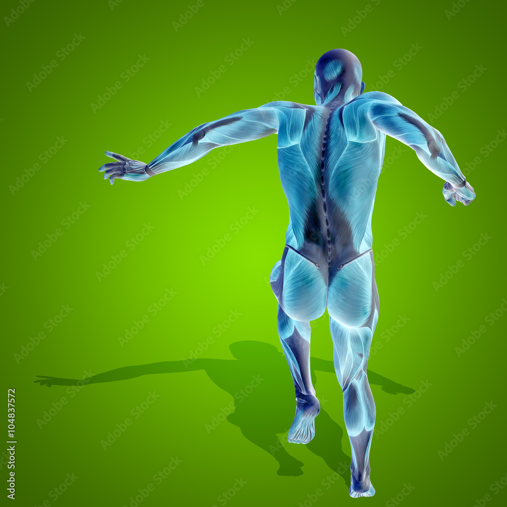 Conceptual 3D human man health anatomy on green