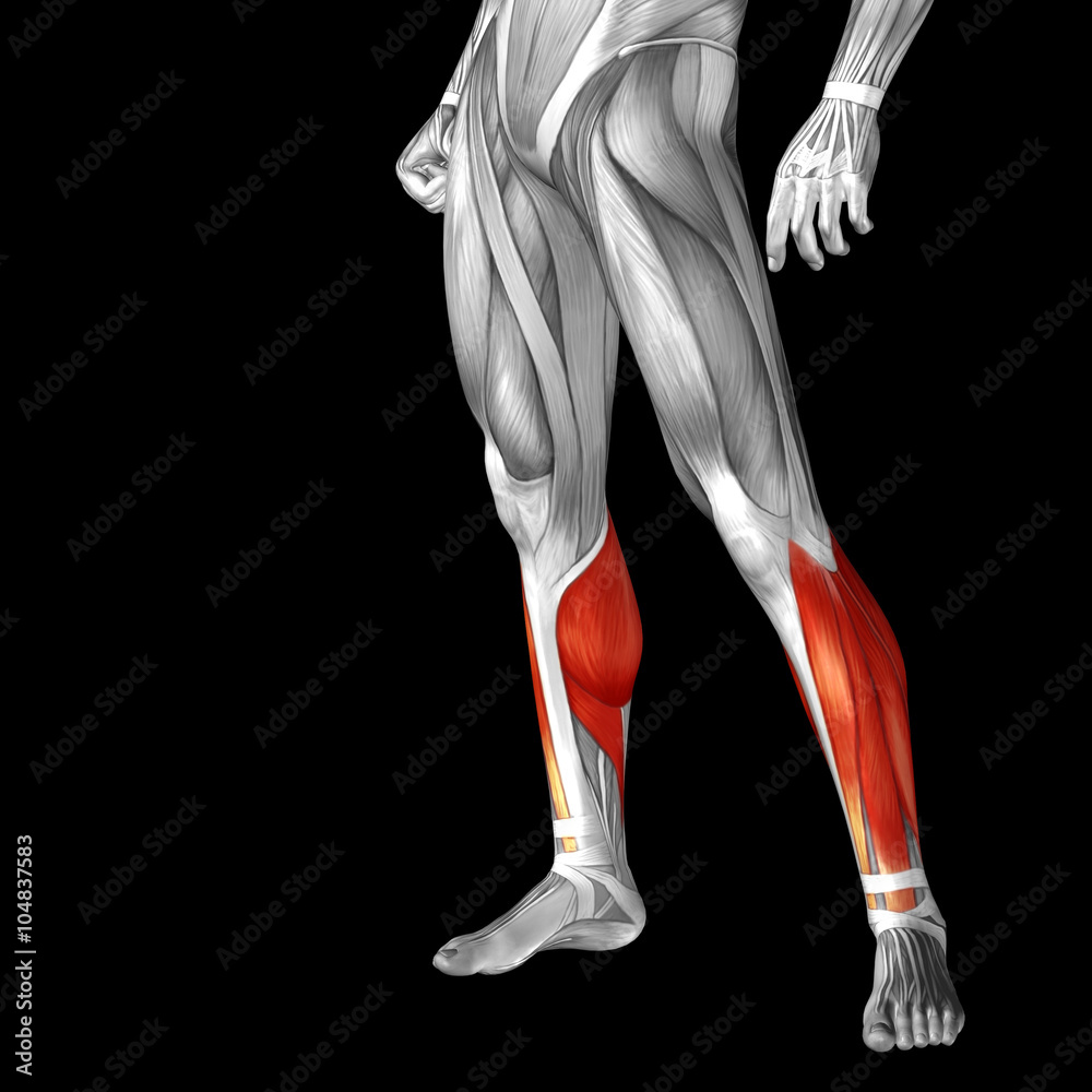 Conceptual 3D human front lower leg muscle anatomy