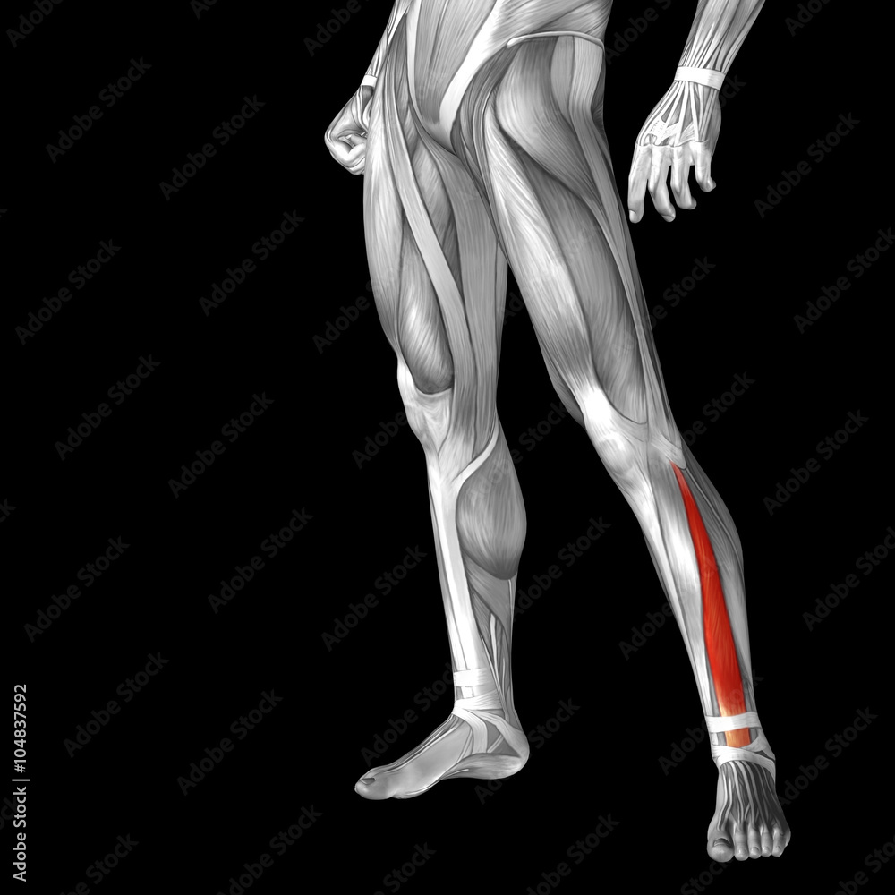 Conceptual 3D human front lower leg muscle anatomy Conceptual 3D human front lower leg muscle anatomy