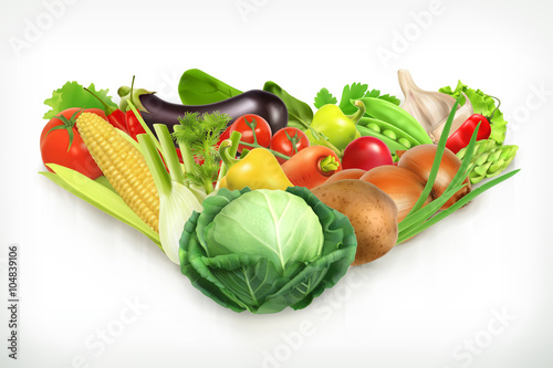 Cabbage, harvest juicy and ripe vegetables vector illustration