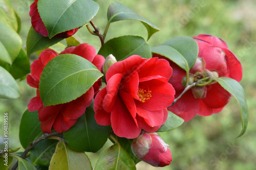 Obraz na plátně Camelia - Camellia japonica
