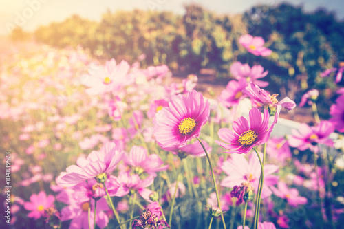 cosmos flower and sunlight with vintage tone.