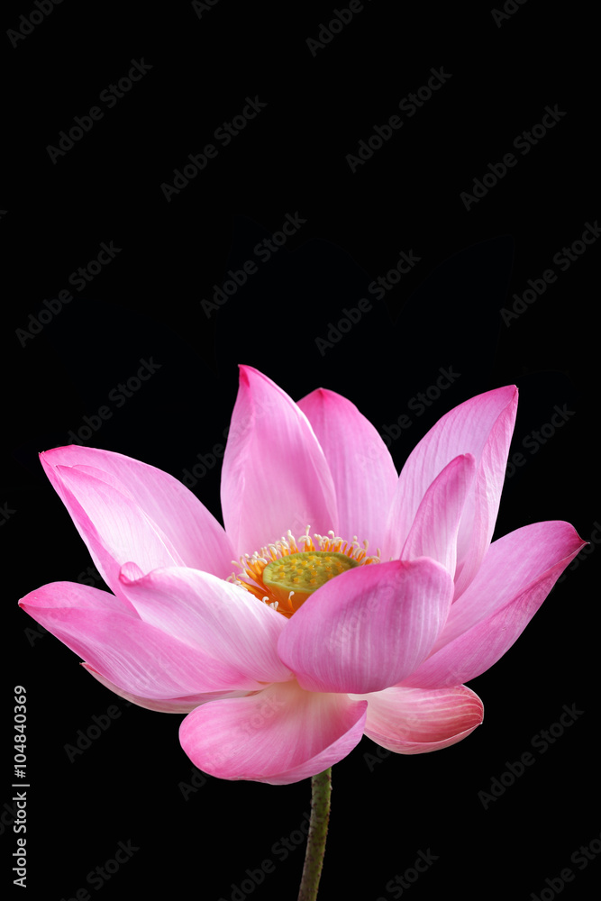 lotus flower isolated on black background