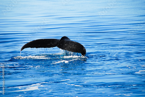 Humpback Whale in Hervey bay, Queensland (Australia) 