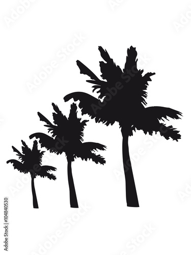 palm beach 3 allee row windy wind storm gusts air black silhouette umrandung