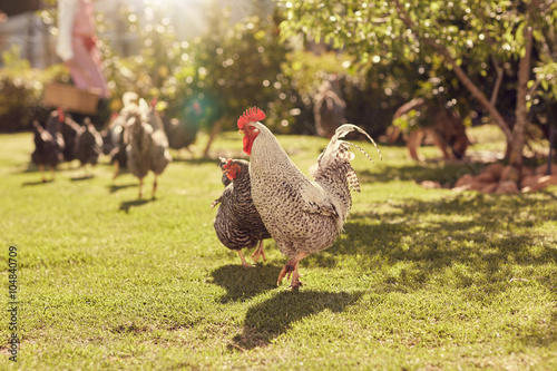 Hen and rooster in a sunlit garden with other chickens